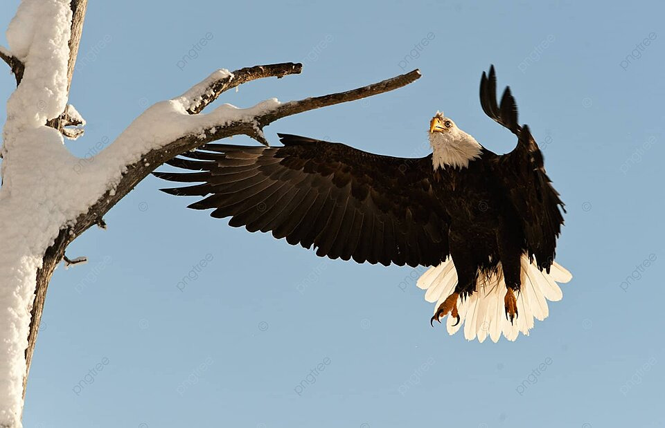 pngtree-landing-of-an-eagle-travel-prey-bald-photo-image_2785335.jpg