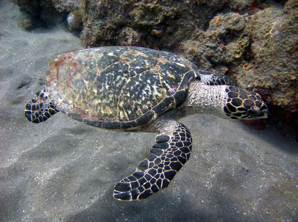 1200px-Hawksbill_turtle_off_the_coast_of_Saba.jpg