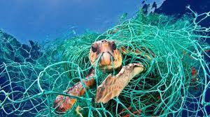 Chùm ảnh sinh vật biển đau đớn vì rác thải nhựa: Ám ảnh và đáng buồn | Tin  tức mới nhất 24h - Đọc Báo Lao Động online - Laodong.vn