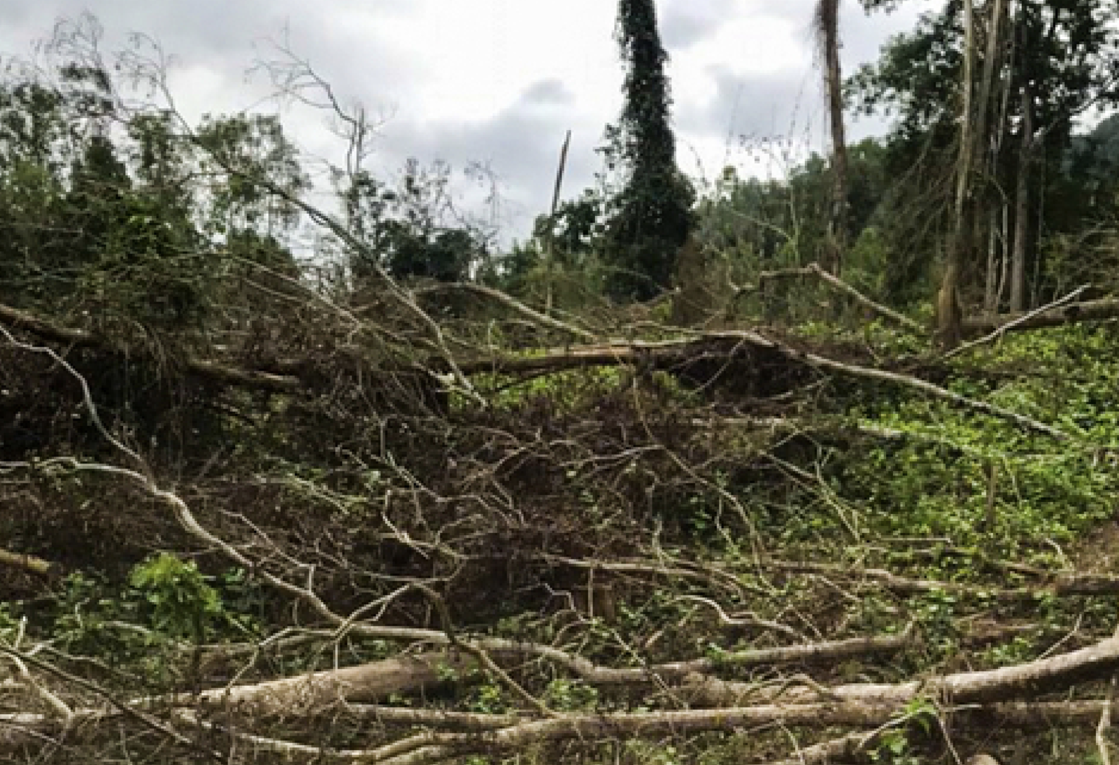 Hiện trường vụ phá rừng phòng hộ trái pháp luật tại tiểu khu 169, xã Vĩnh Hảo