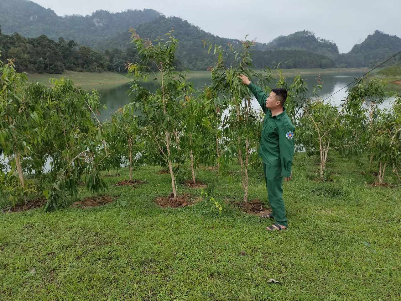 Trồng thử nghiệm 6ha cây tràm lá dài trên đất bán ngập khu vực lòng hồ Thủy điện Tuyên Quang