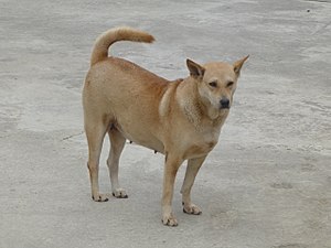 300px-Yen_Bai_-_dogs_-_P1390010.jpg