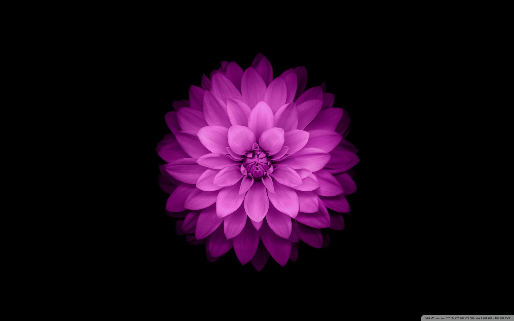 apple___ios_flower-wallpaper-1680x1050.jpg