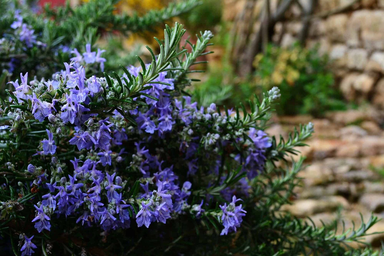 blue-flowers-rosemary-bush.jpg