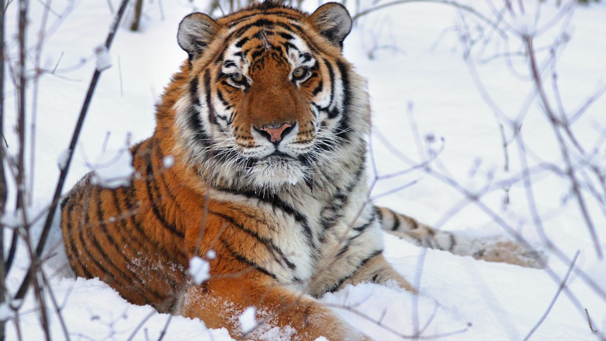 https___cdn.cnn.com_cnnnext_dam_assets_200605082916-01-real-tiger-king-siberian.jpg