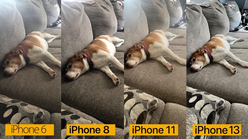 iphone-camera-comparison-dog19520a5b1b111035.jpg