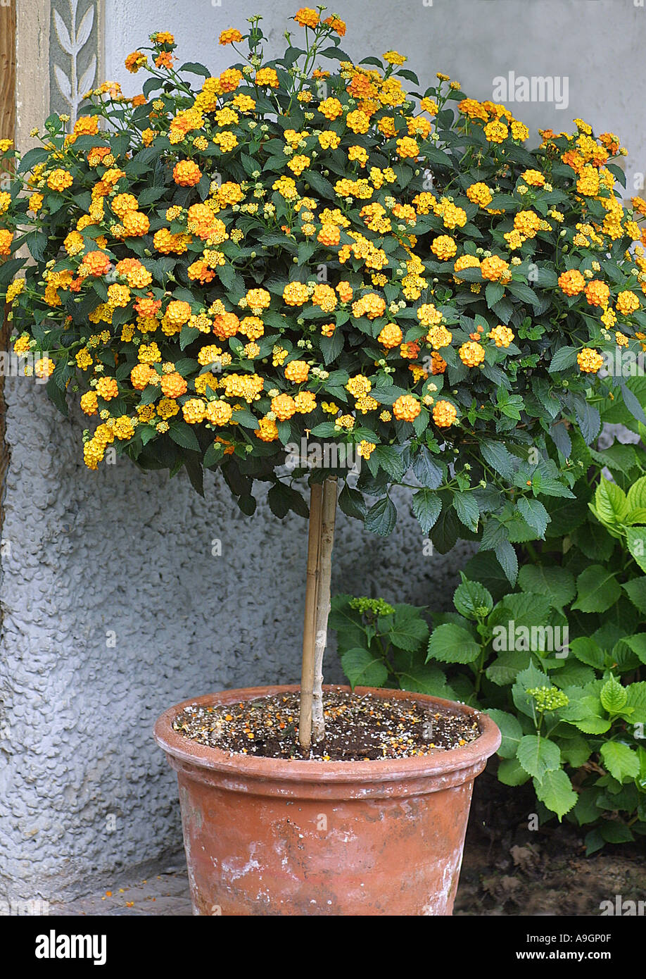 lantana-lantana-camara-planta-en-maceta-floreciendo-a9gp0f-1-jpg.1557115