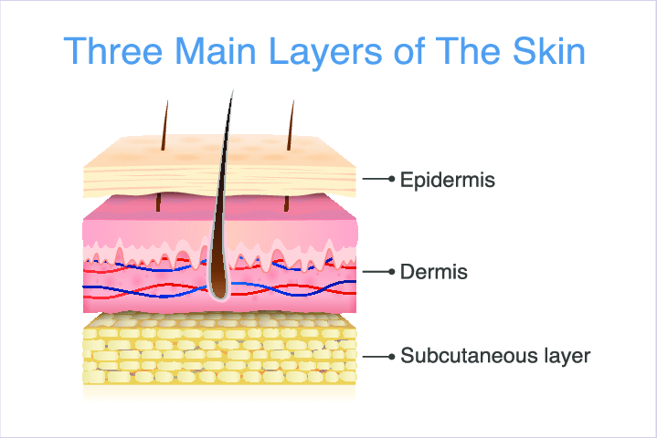 The-layers-of-the-skin.png