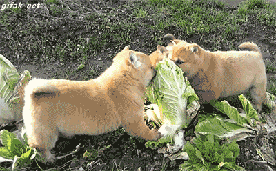 1d1fcdbbe961202461da007162ff86be.gif