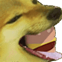 5gBQg6e.gif