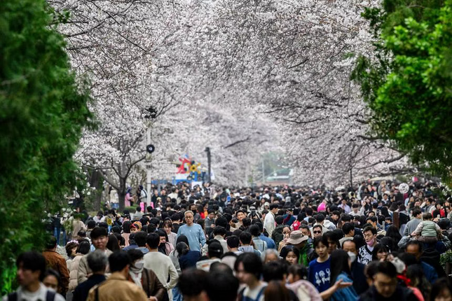 Mùa hoa anh đào Hàn Quốc thất bại hoàn toàn ảnh 1