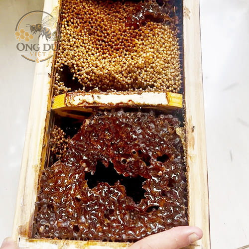 ong dú việt chất lượng
