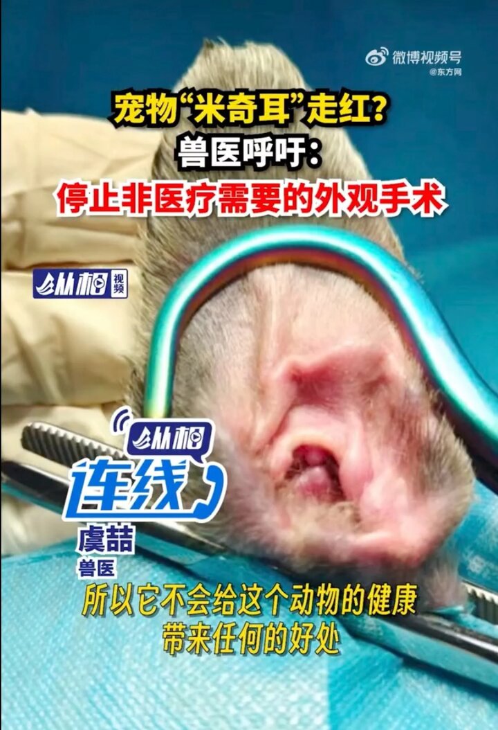 Để có đôi tai Mickey, chó mèo sẽ bị gây mê và trải qua cuộc phẫu thuật kéo dài 30 phút, sau đó là quá trình can thiệp, chỉnh hình từ 20 đến 60 ngày. (Ảnh: Weibo)