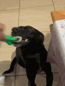 0195dd044f654ddf8b717883bc5824b2.gif