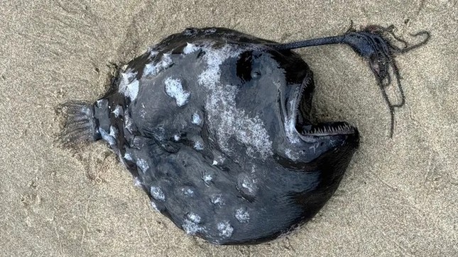 Bí ẩn cá 'giống người ngoài hành tinh' chết dạt vào bãi biển Mỹ ảnh 1