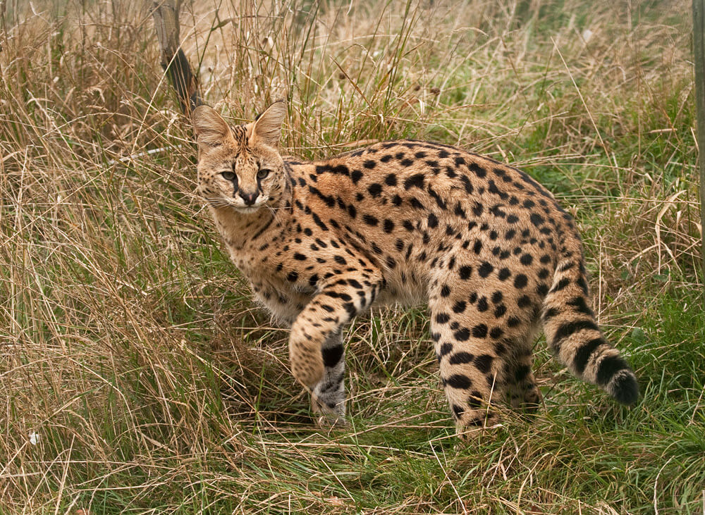 serval-in-the-grass.jpg