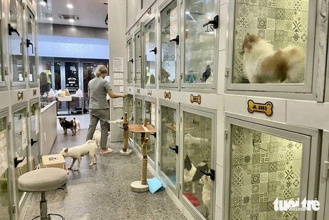Hiện tại 19 con chó đang được một cơ sở chăm sóc thú cưng ở TP.Thủ Đức nhận nuôi tạm - Ảnh: CHÂU TUẤN
