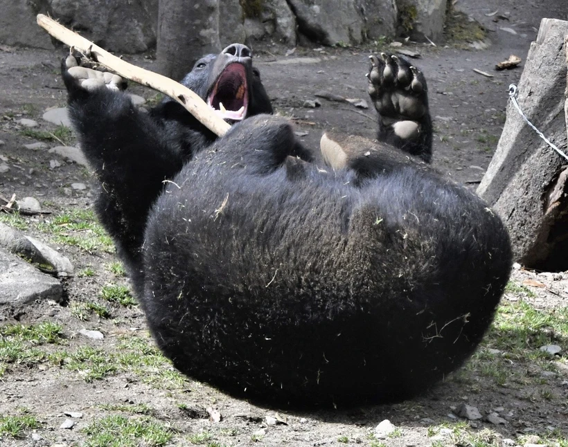 Gấu đen tại vườn thú Yagiyama ở Sendai, tỉnh Miyagi, Đông Bắc Nhật Bản. (Ảnh: Kyodo/TTXVN)