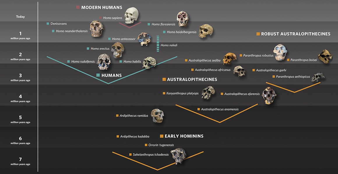 human-evolution-family-tree-with-skulls-graphic-hero.jpg.thumb.1160.1160.jpg