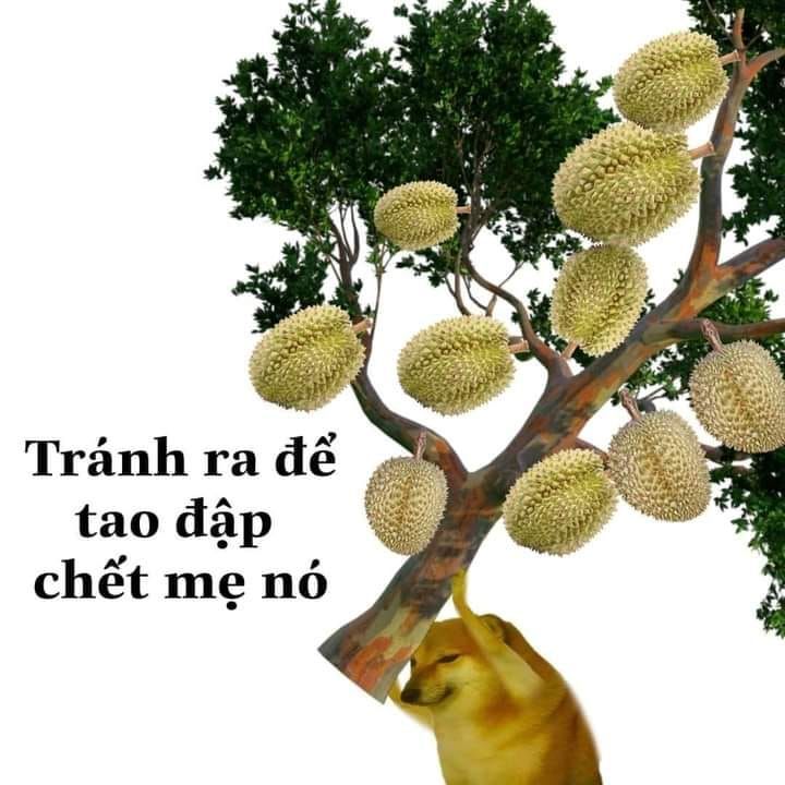 Ghim của Nhung Lê trên Hình ảnh | Ảnh vui, Meme, Chuyện cười