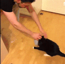 giphy.gif