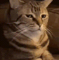 UC2NHjI.gif
