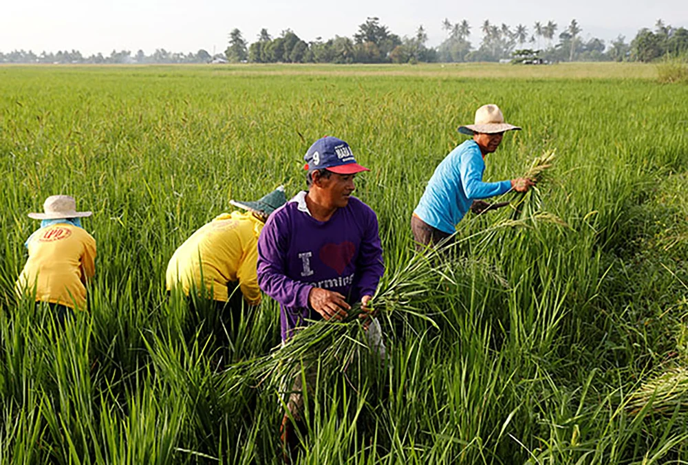 Độ tuổi của nông dân trồng lúa Philippines ngày càng cao. Ảnh: Interaksyon