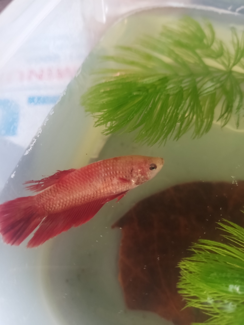 fE6NWdn.jpg