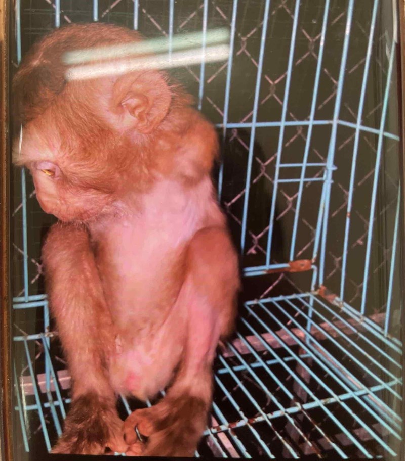 Con khỉ nuôi nhốt bất ngờ hung dữ, lao vào cắn 2 vợ chồng ở Nha Trang nhập viện. Ảnh: Bệnh viện cung cấp