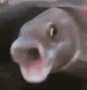 hImCsLt.gif