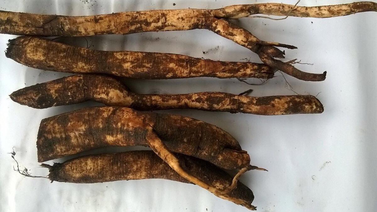 spFzof6.jpg