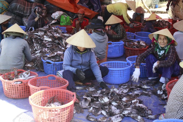 Một làng biển Quảng Ngãi trúng đậm mực xà, thu về hơn 251 tỉ đồng- Ảnh 3.