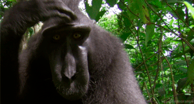 funny-animals.gif