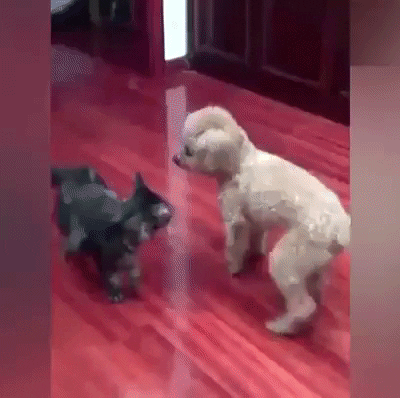 giphy.gif