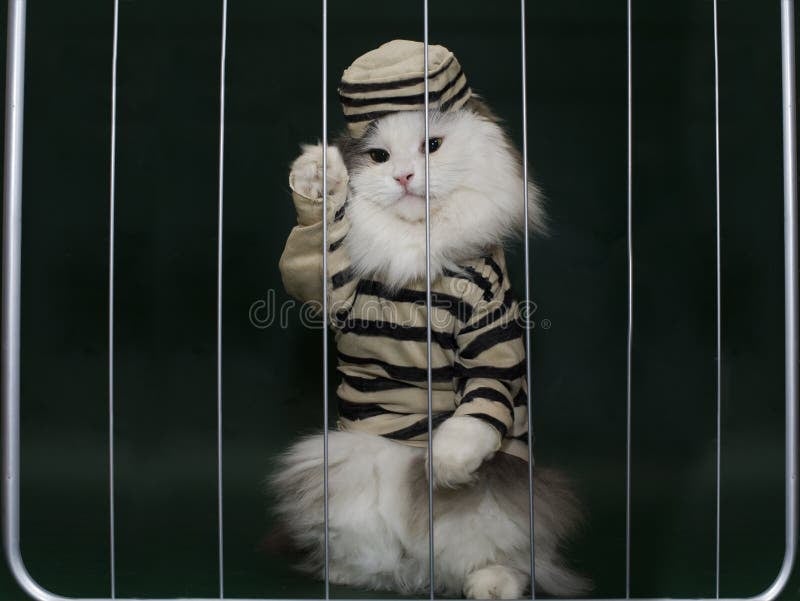 cat-criminal-behind-bars-51192903.jpg