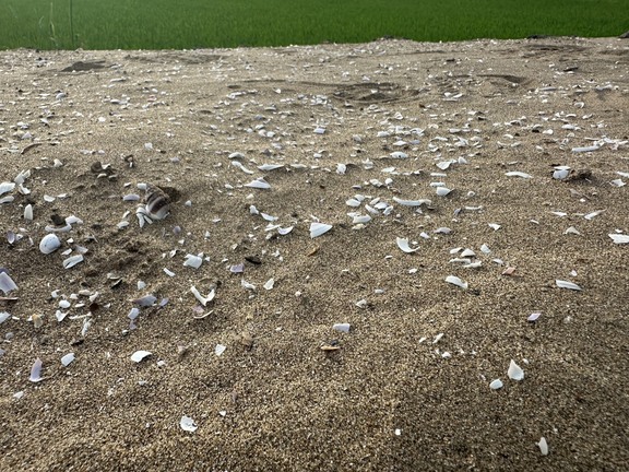Có hay không việc 'xé rào' dùng cát biển làm cao tốc khiến lúa thiệt hại?- Ảnh 1.