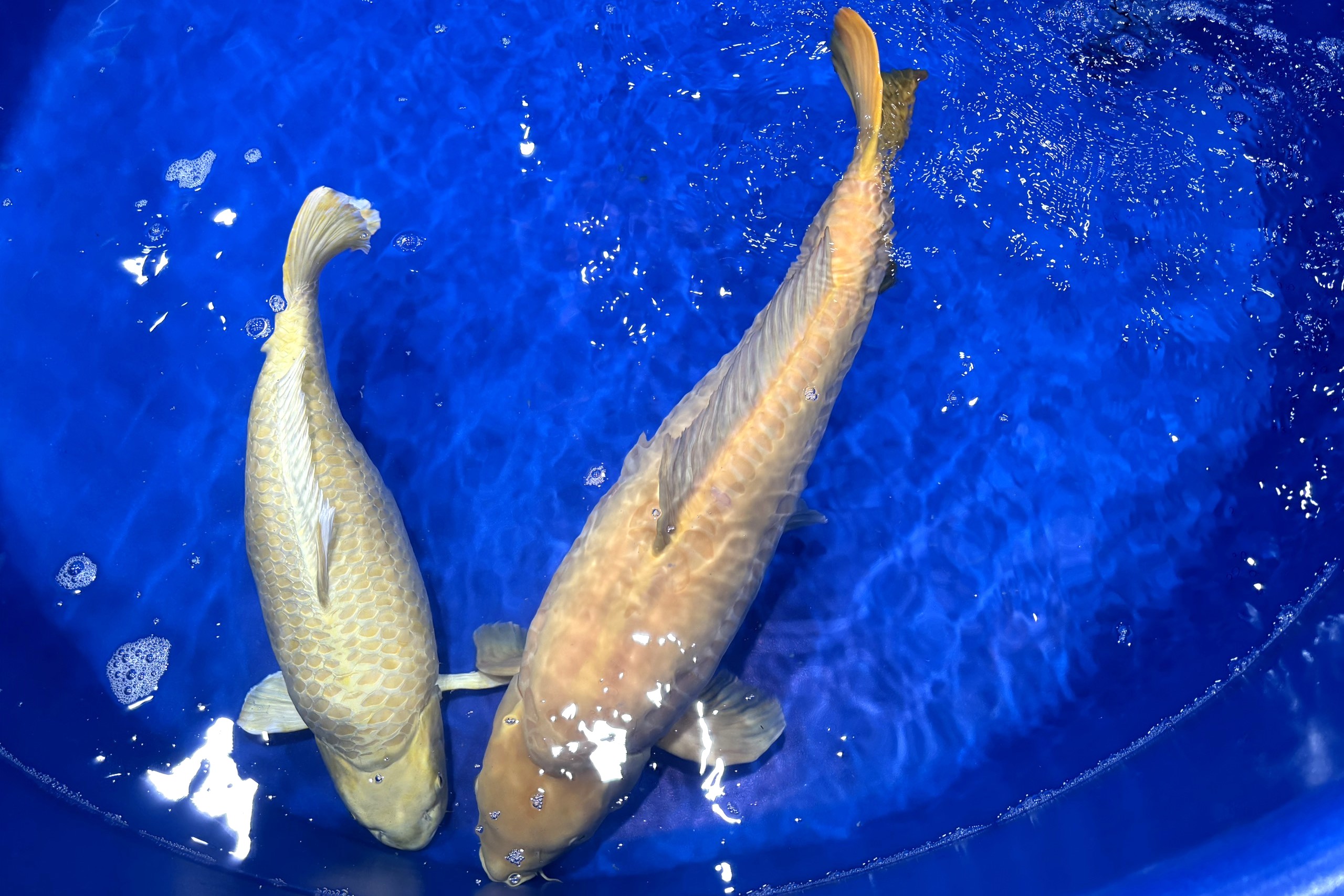 TP HCM: Ngắm cá Koi dài hơn 1 m tại Koishow 2024- Ảnh 6.