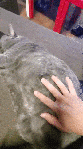 O72XWHq.gif