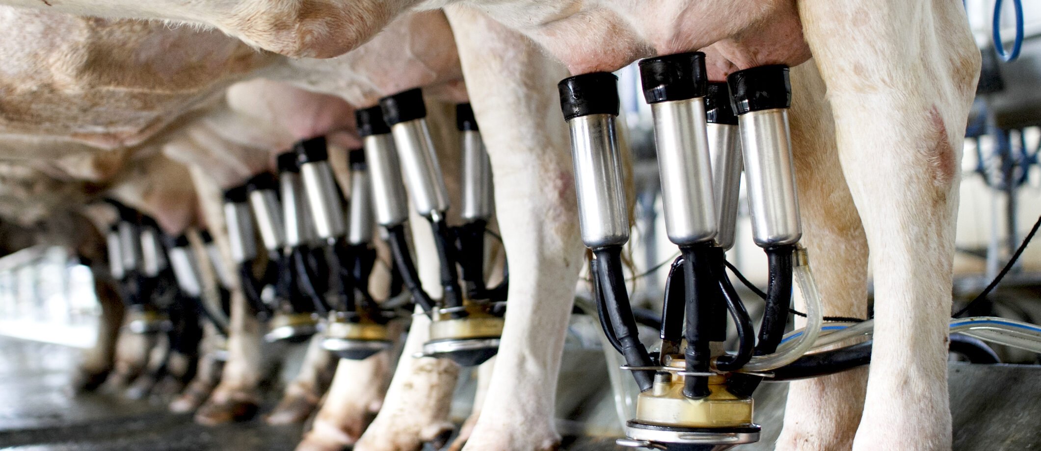 row-of-cows-being-milked.png