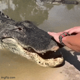 4cdcfc67b122ae545a3791edfb4dd287.gif