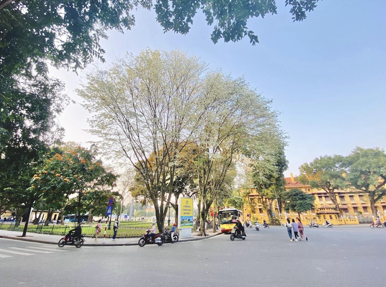Hoa sưa nở trắng xóa tô điểm cho phố phường Hà Nội trở nên lãng mạn hơn. Ảnh: Linh Boo