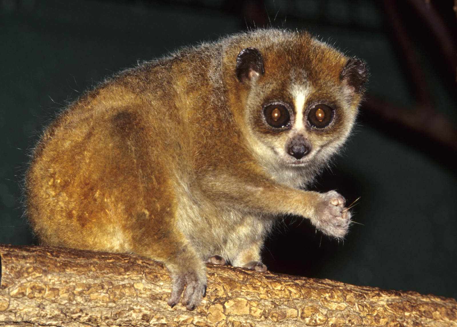 Nycticebus_pygmaeus_004.jpg