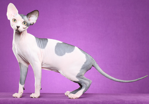 Sphynx-Full-Body.jpg