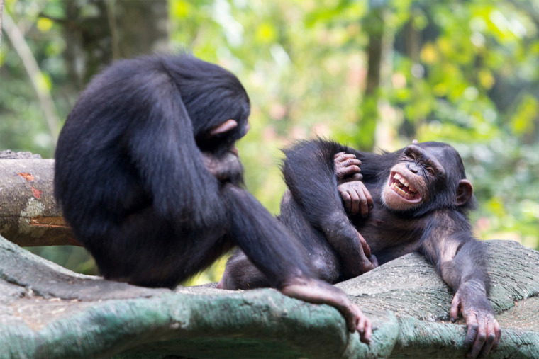 chimps-760x507.jpg