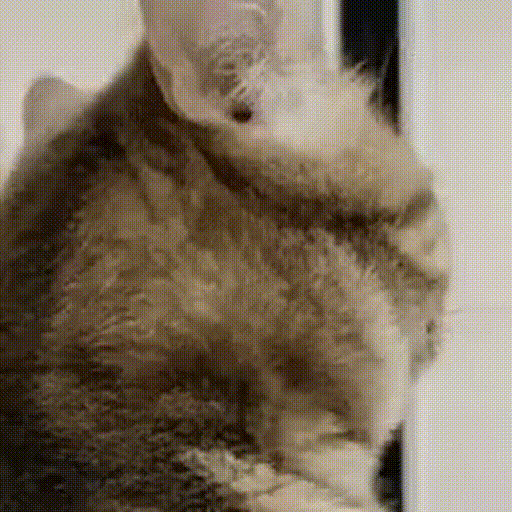 c9CGuMq.gif
