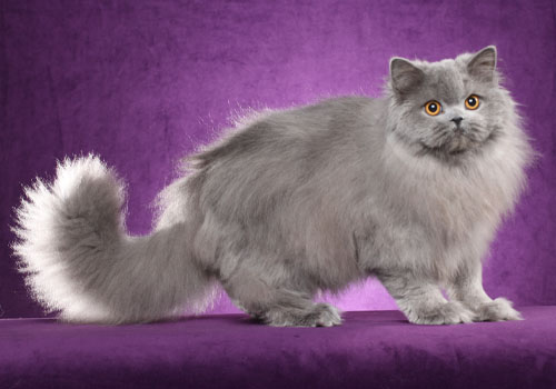 British-Longhair-Full-Body.jpg