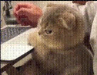 4NqcOwF.gif