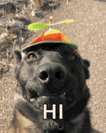 dog-smile.gif