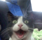 royenJa.gif