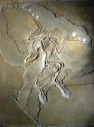 330px-Archaeopteryx_lithographica_%28Berlin_specimen%29.jpg